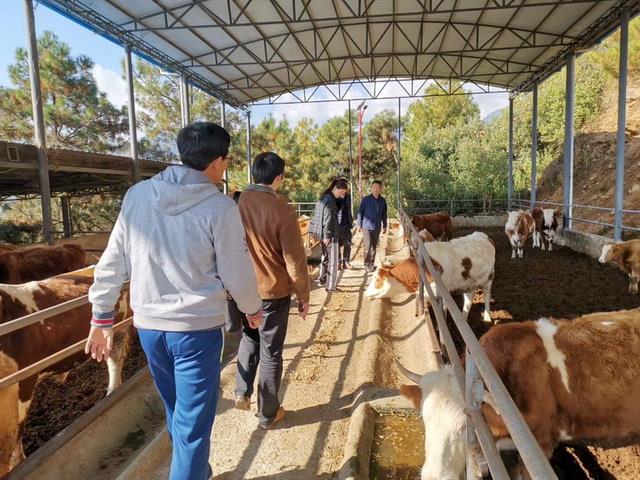 扶贫项目组考察一期养牛场--.jpg